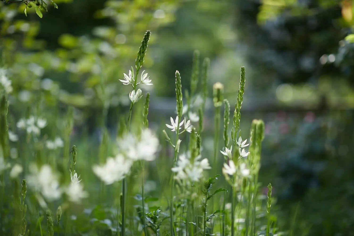 The camassias have never been as good as this before, a moment in time in my muddle of a garden. I&rsquo;m glad to see it this year as so many times I miss the moment of each plant that I treasure.  As each one dies down another takes its place and s