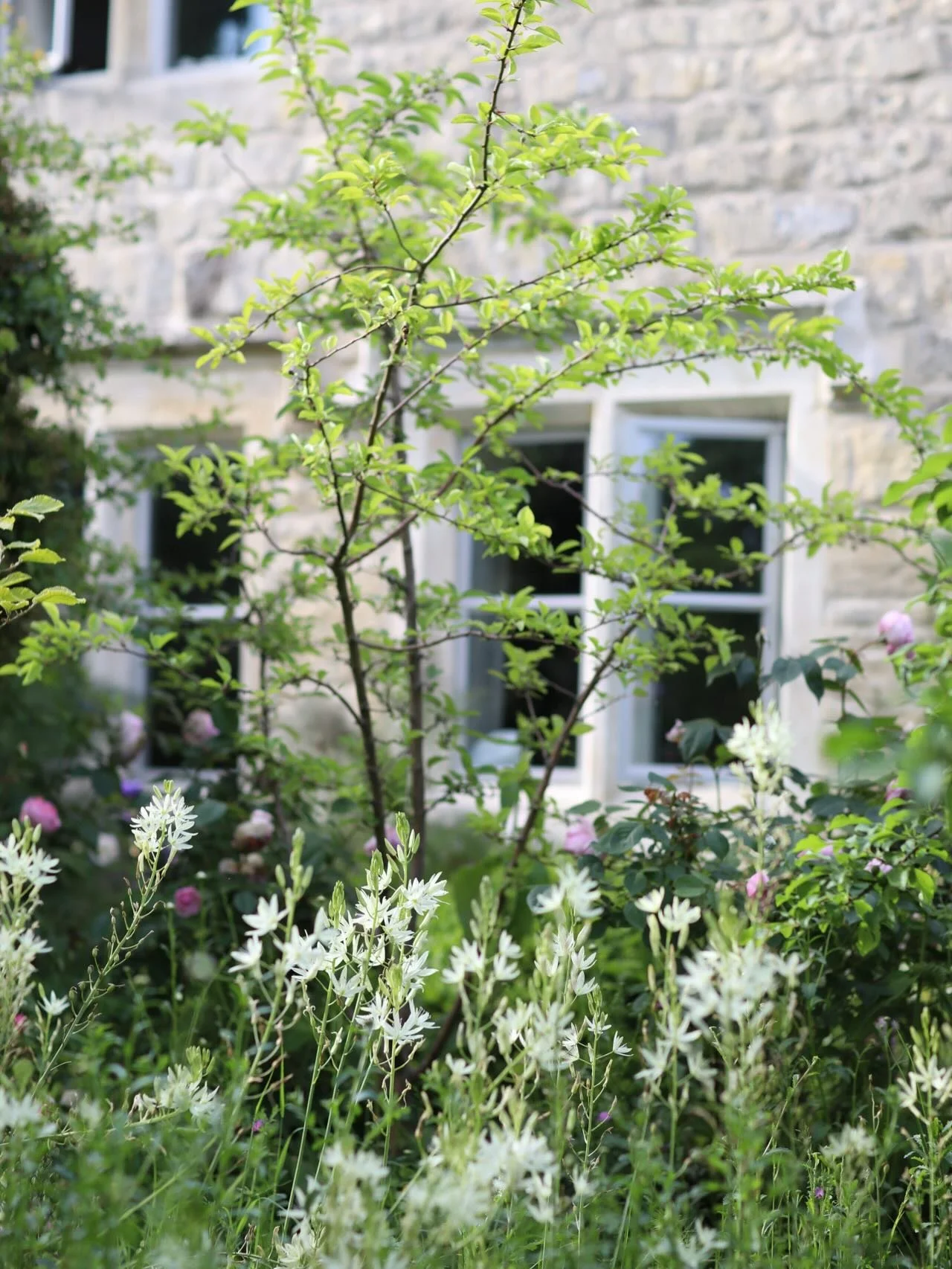 Immersion is how I enjoy &amp; capture gardens, for me it&rsquo;s a feeling. I think my own garden has caught on &amp; is having the last laugh after deserting it for a week. I think I&rsquo;m engulfed, the bees are loving it. 
.
#mygarden #immersion