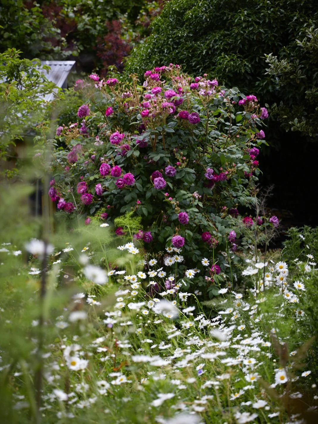 Despite neglecting my garden this last month, I am so thrilled with this beautiful rose, William Lobb. I planted him about 10 years ago &amp; each year he&rsquo;s pretty spiteful when I restrain him however he revelled in my lack of attention &amp; a