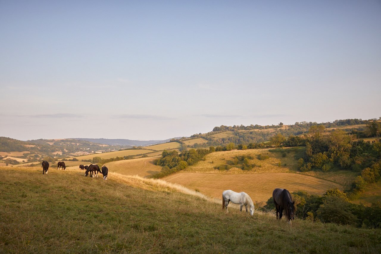 Peace &amp; tranquility on the gentle slopes of the meadowlands at @emorsgateseeds. The land on the top has been brushed to collect the seed &amp; now this stunning herd have been moved in to gently graze the slopes. This view was so incredibly calmi