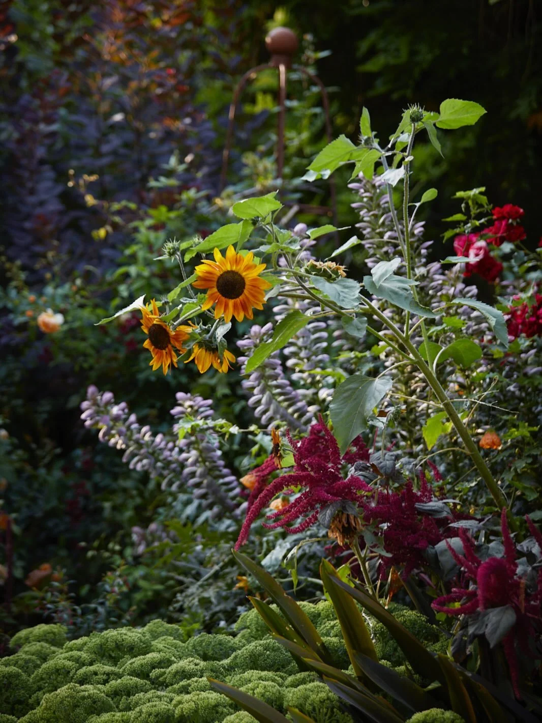 Layers of bold beautiful plant combinations in the main border at Worcester College, Oxford University, a triumph @worcestercollegegardener! 
.
#worcestercollegeoxford #garden #inspiration #gardenphotography #brittwilloughby