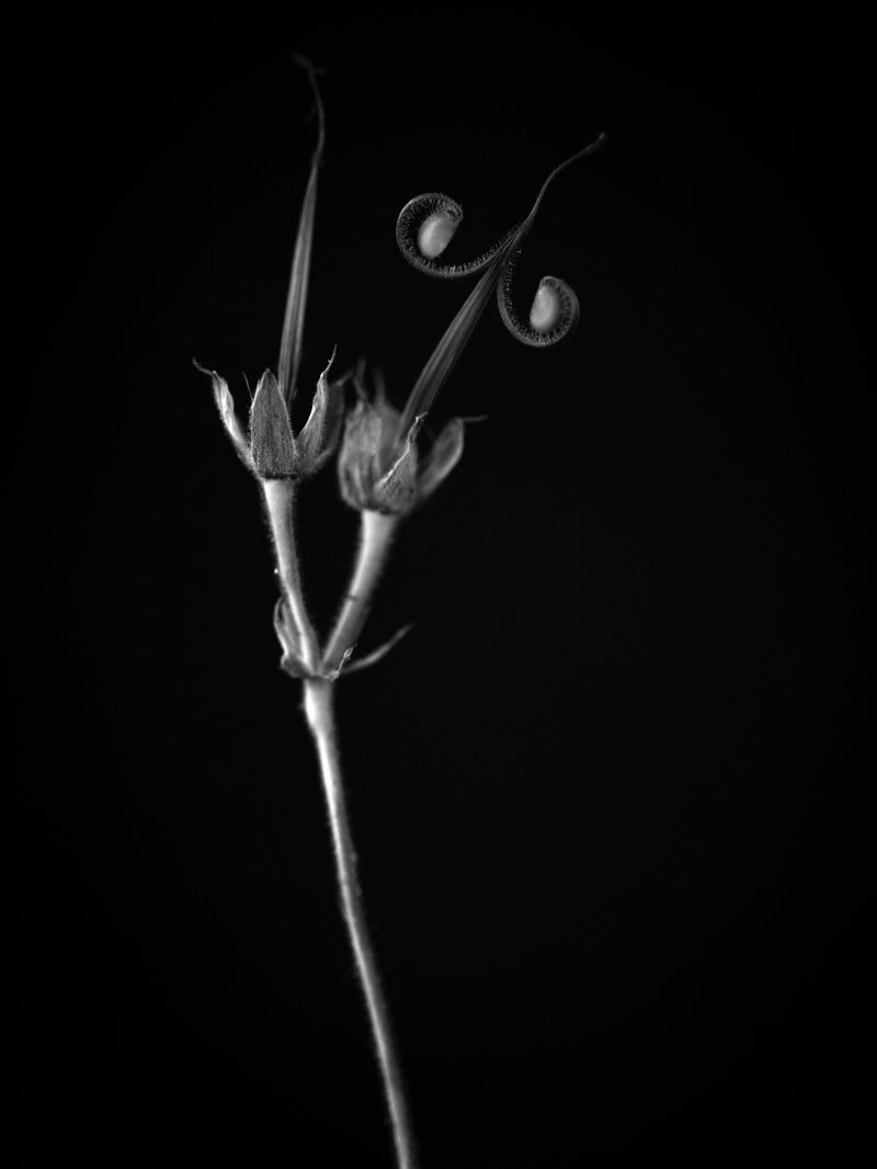 Anyone ever noticed these seed heads? It wasn&rsquo;t until I collected a few seed for @kendrapagewilson that I discovered them pinging all over my kitchen! I took a closer look &amp; honestly nature is marvellous! This is geranium pratense &amp; it&
