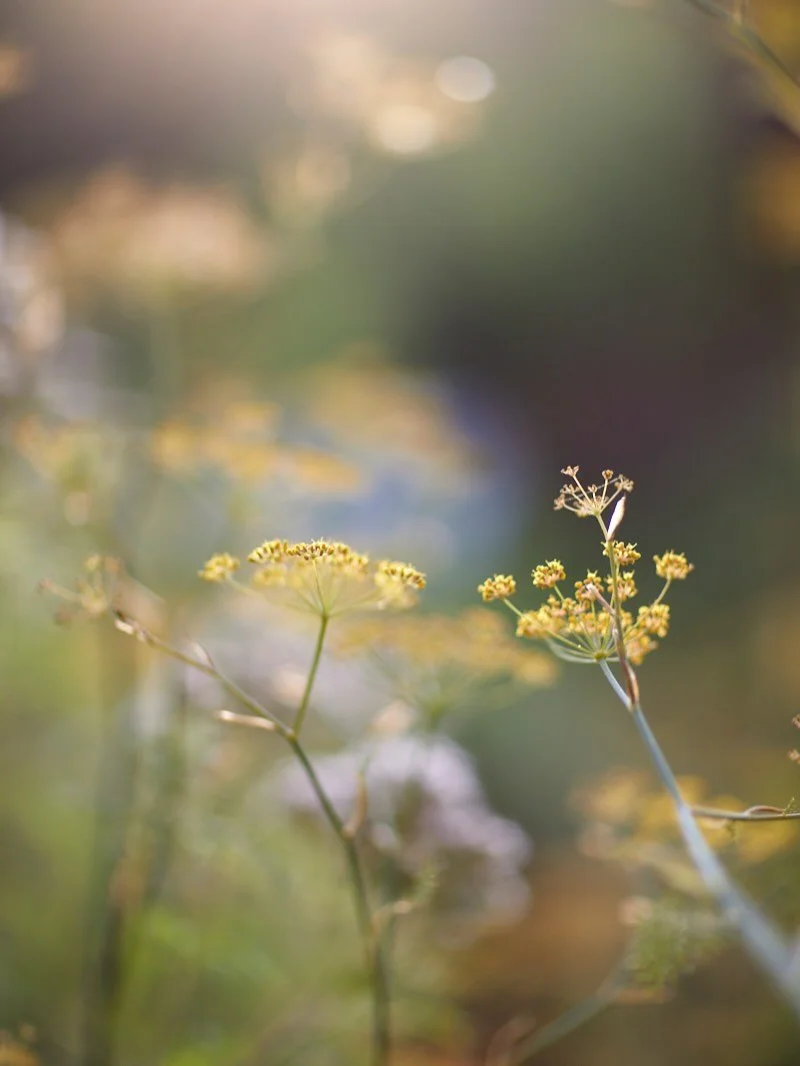 Fennel loves self-seeding all over the garden here, it&rsquo;s the one successful plant that seems to thrive. I tend to embrace it as the hover flies, wasps &amp; other micro insects adore it. Eupatoriuim is the other one that does well too, although