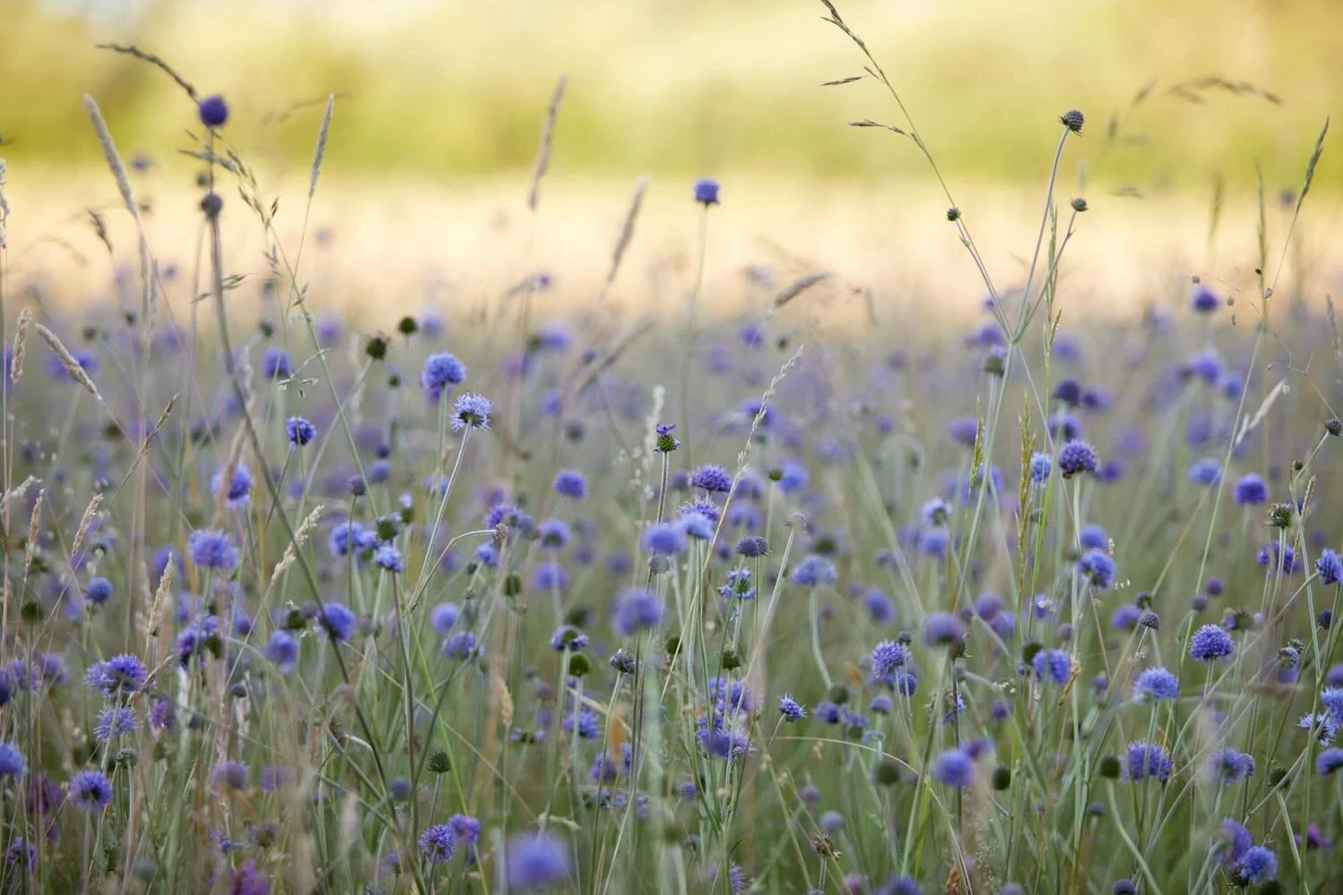A sea of Devils-bit scabious, what a sight. The butterflies &amp; damselflies were hunkering down for nightfall so apart from my disturbing them it was pretty still &amp; heavenly. I&rsquo;m trying my hand at filming but will be running it past my fr