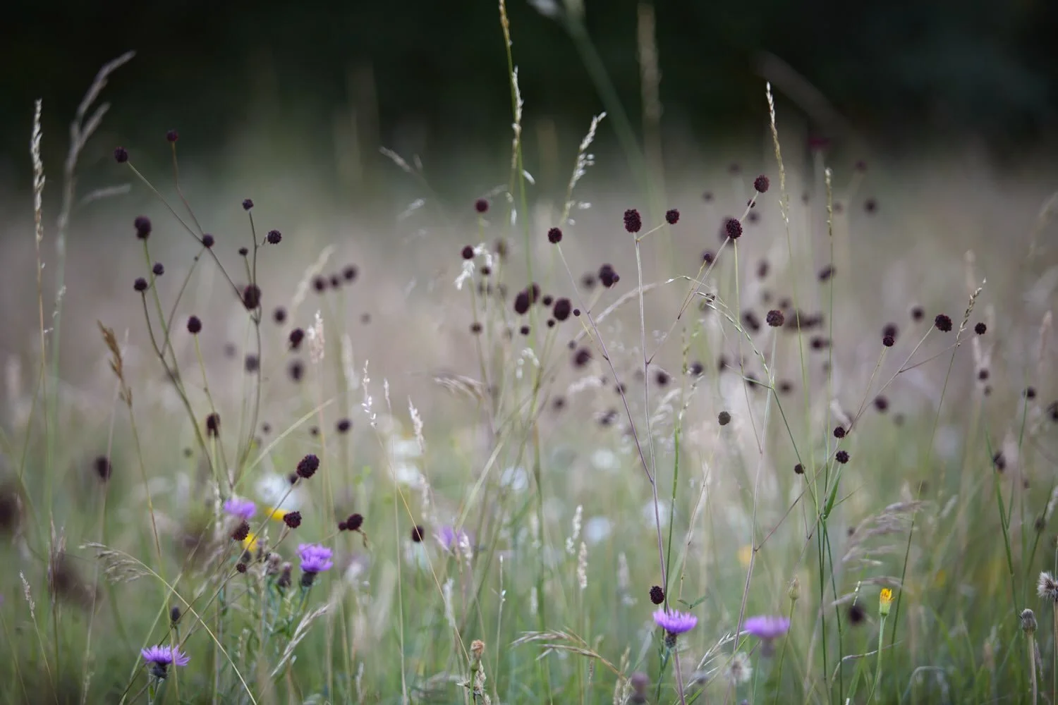 Sanguisorba having its moment. I&rsquo;m loving my evenings hanging out here at the moment, no phone signal at all. It won&rsquo;t be long before the fields are harvested for @emorsgateseeds, it&rsquo;s all part of the meadow management at this reser