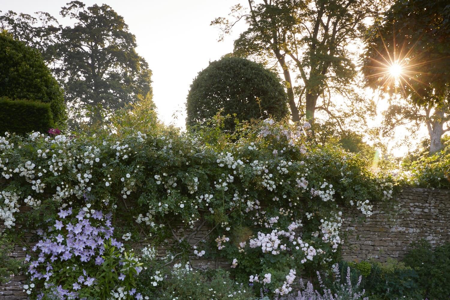 I feel so fortunate to love what I do. Behind a butter yellow painted door, lies a secret garden, a sight to behold, I can&rsquo;t share very much (although the paint colour gives a little away), &amp; if you know, you know. Can&rsquo;t wait to revea
