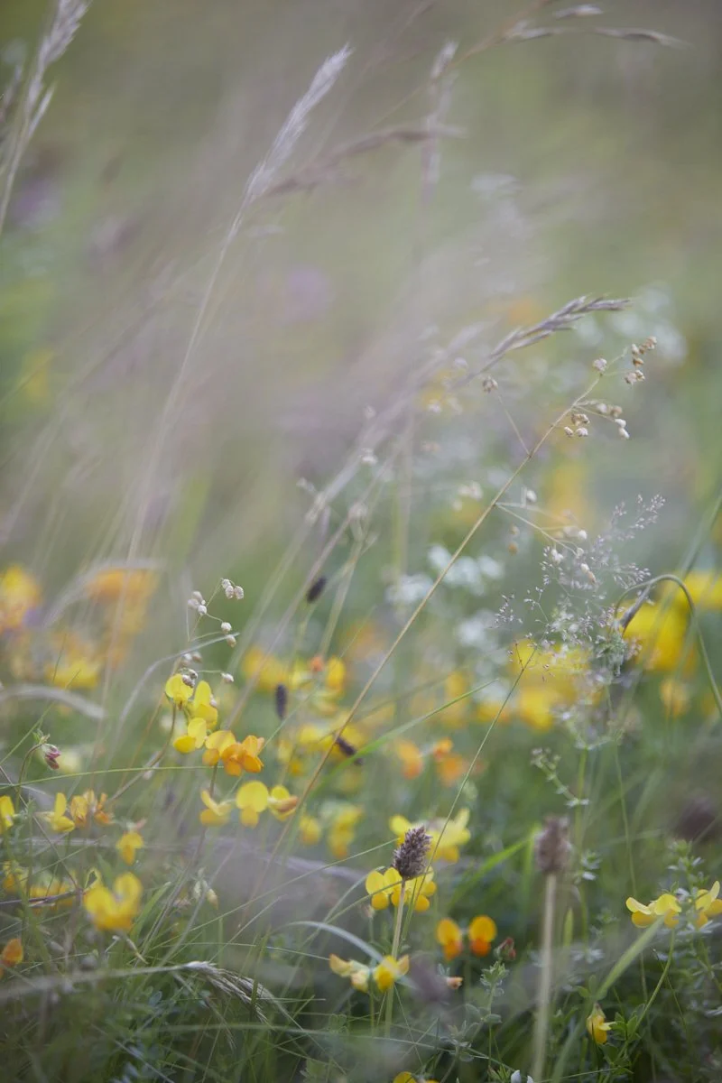  Wildflowers