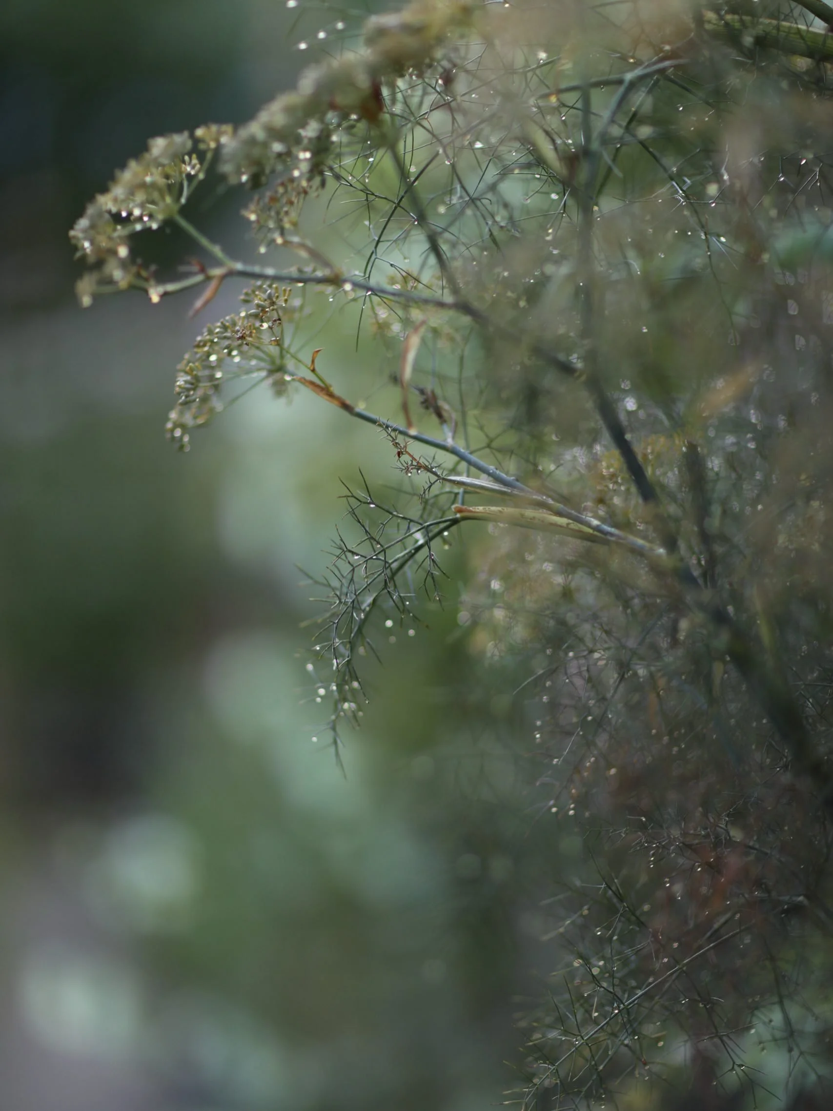 The sparkle of sweet rain, finally.