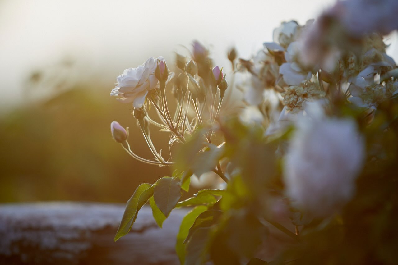 Beautiful evening last night, waiting for sunset to capture these incredible roses, with the eerie sound of a Little Owl who sat watching me from a chimney top close by. 
.
#roses #sunset #garden #photography #brittwilloughby