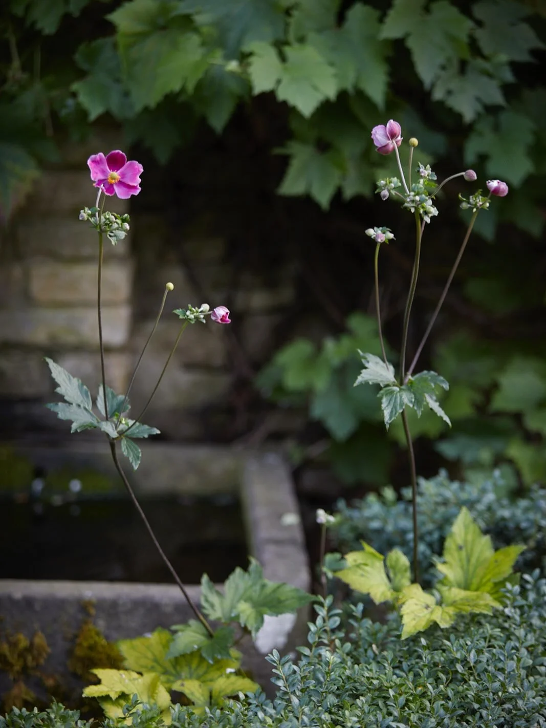 These tall slender anemone stems really caught my eye, looking so chic beside a stone trough. I just love those deep velvet magenta petals. 
.
#garden #photography #anemone #brittwilloughby #gardenphotography