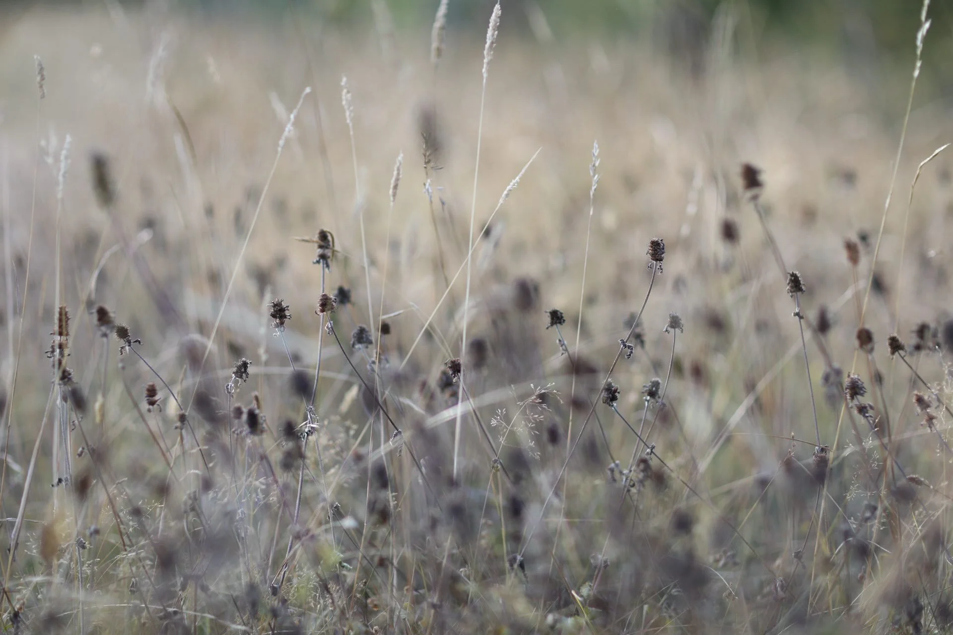 A tinder dry meadow full of Betony seedheads, apparently as a tincture it&rsquo;s used to ease anxiety amongst other things. 
.
#betony #wildflowers #notweeds #naturephotography #brittwilloughby