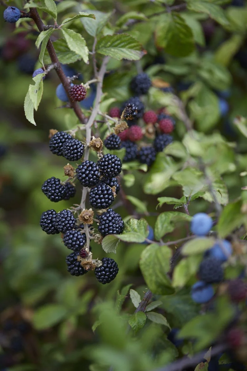 Hedgerow Jewels