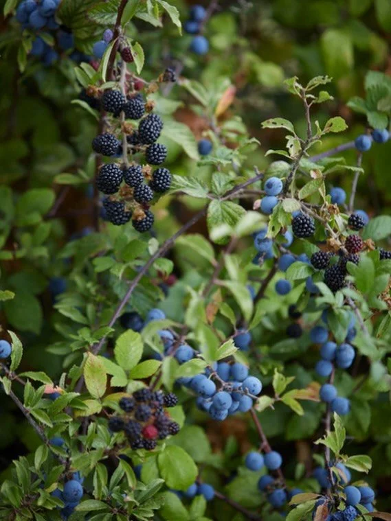 Beautiful big shiny berries decorate the hedgerows, I couldn&rsquo;t resist to make a little jam with them.. I even wrote about it in my journal on my website. Link in my story. 
.
#blackberry #season #photography #brittwilloughby #natureslarder