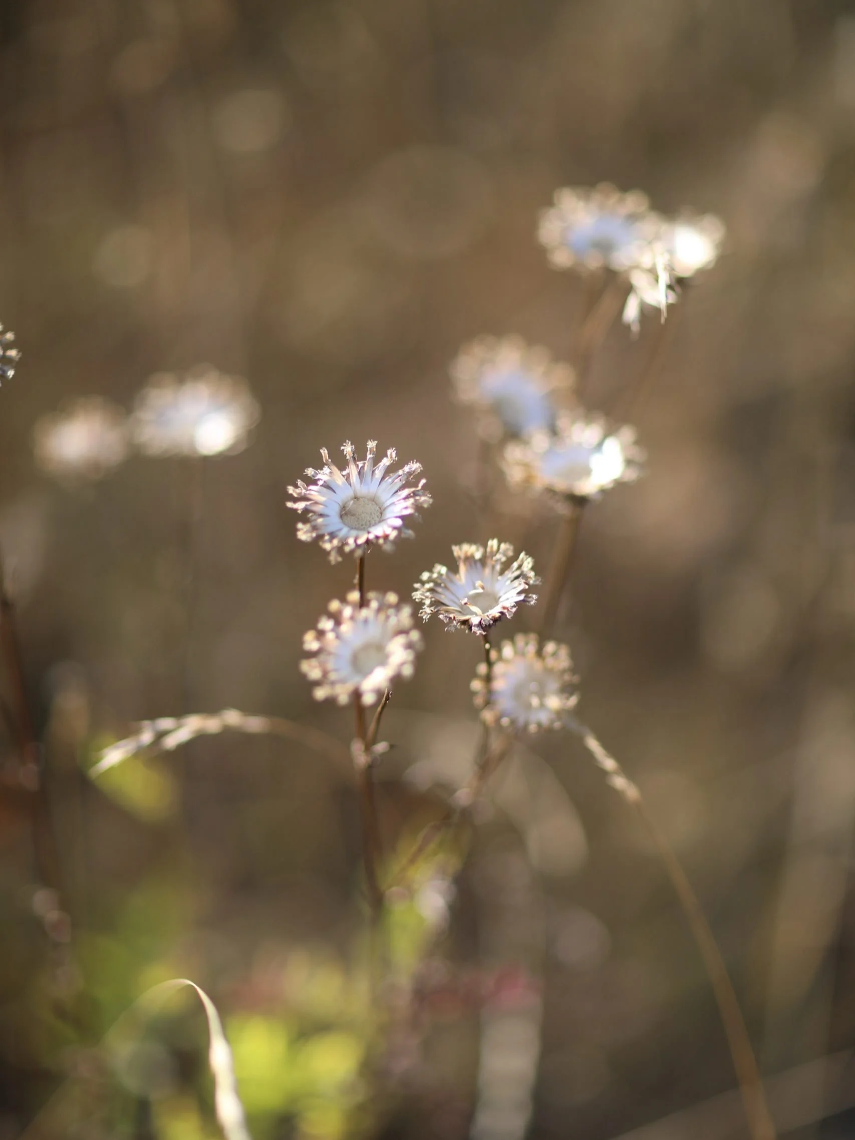 Fireworks in the meadow! 
.
#wildflowers #meadow #naturephotography #brittwilloughby #photography