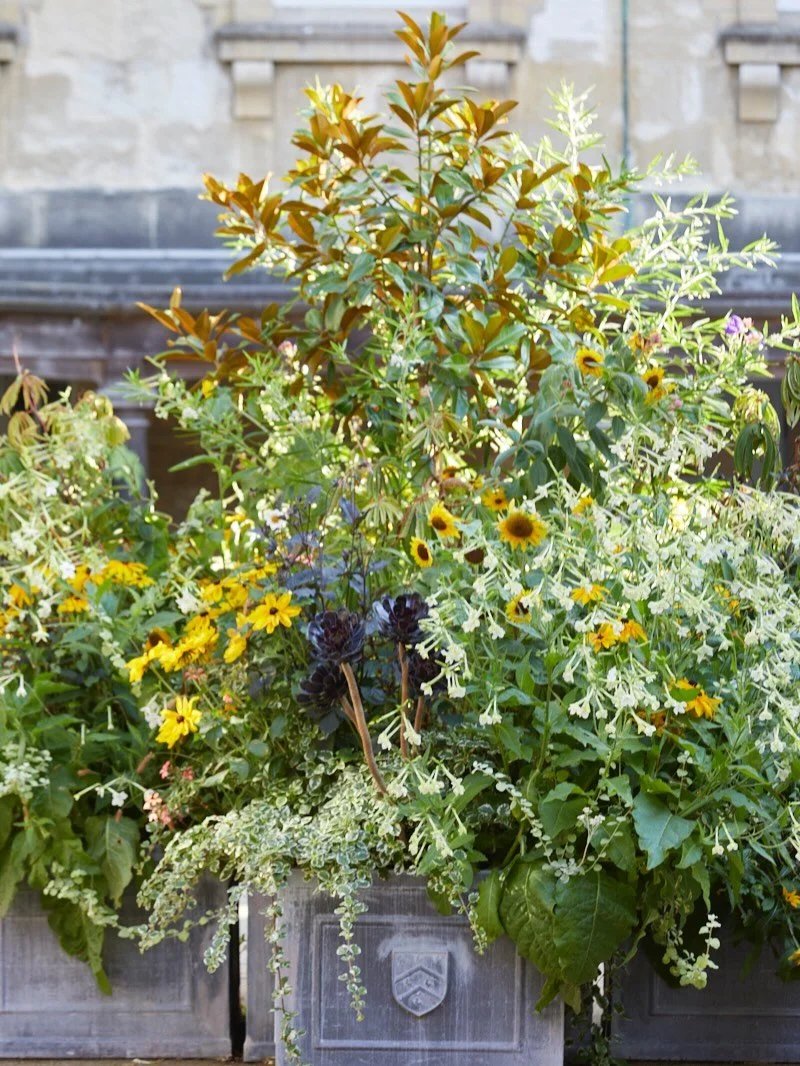 What an inspirational day out with Simon Bagnall @worcestercollegegardener, Head Gardener at Worcester College, these fabulous pots in the Provost&rsquo;s Yard were looking incredible. Read more on this feature, beautifully penned by @kendrapagewilso