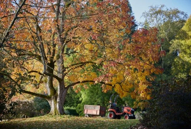 This tree, those colours.. I adore the colours that explode this time of year. An incredible beauty.
.
#autumn #colour #garden #photographer #seasons