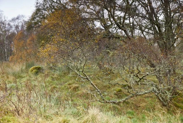 What an adventure it&rsquo;s been so far up here in north Scotland. The storms entrails are slowly withering away &amp; communication to the outside world has returned. Rosehall sits pretty much in the centre of north Scotland. Its remoteness is heav