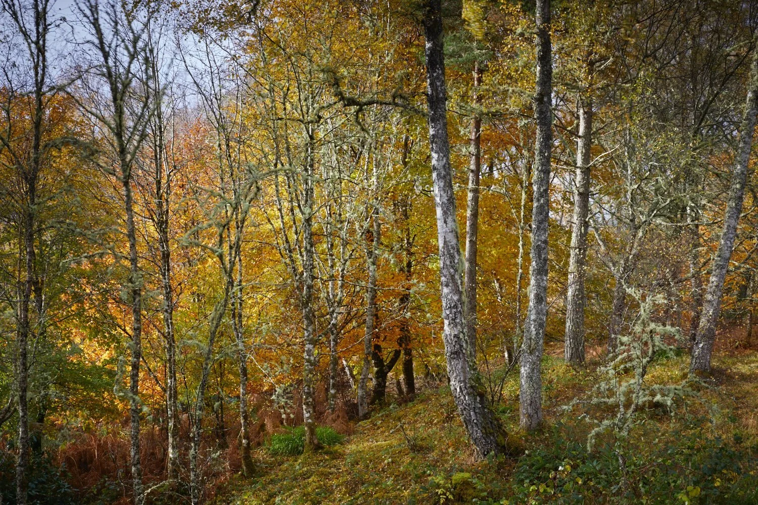 Autumn in Rosehall, Sutherland. Unfortunately the storm took most of the silver birch leaves which I was hoping to capture, but the beech is holding fast. Glorious colours at the moment. 
.
#autumn #highlands #landscapephotography #brittwilloughby #b