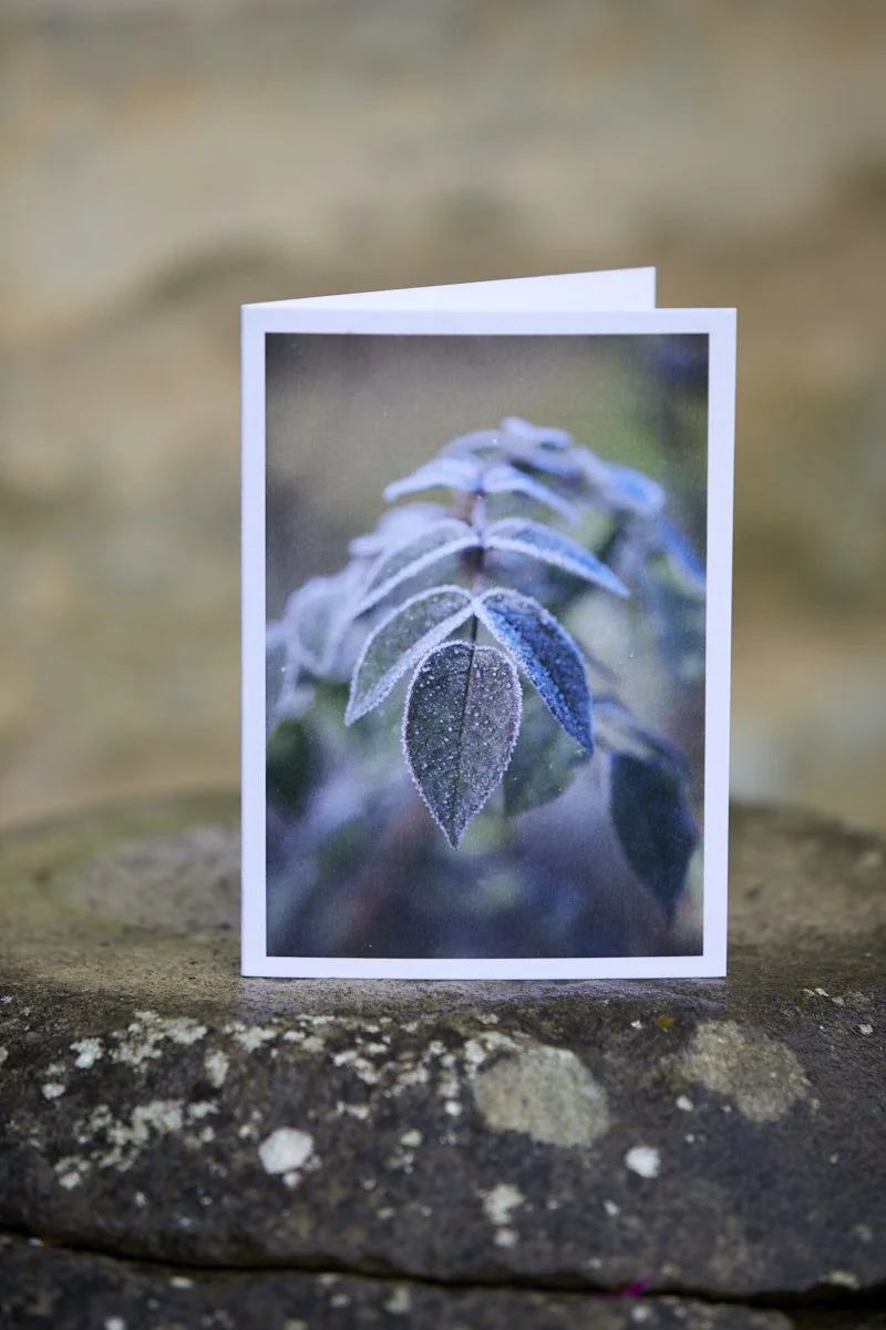 IMG_0619  © Britt Willoughby Dyer.jpg