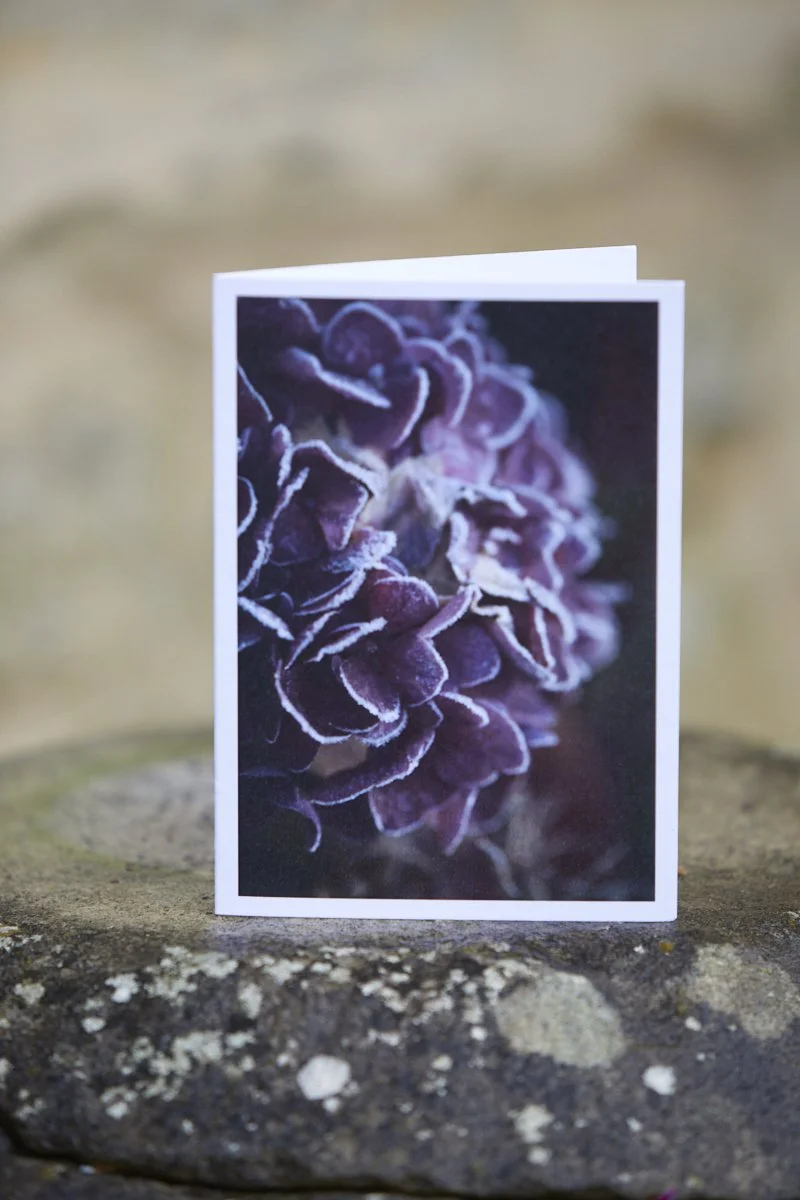 IMG_0623  © Britt Willoughby Dyer.jpg