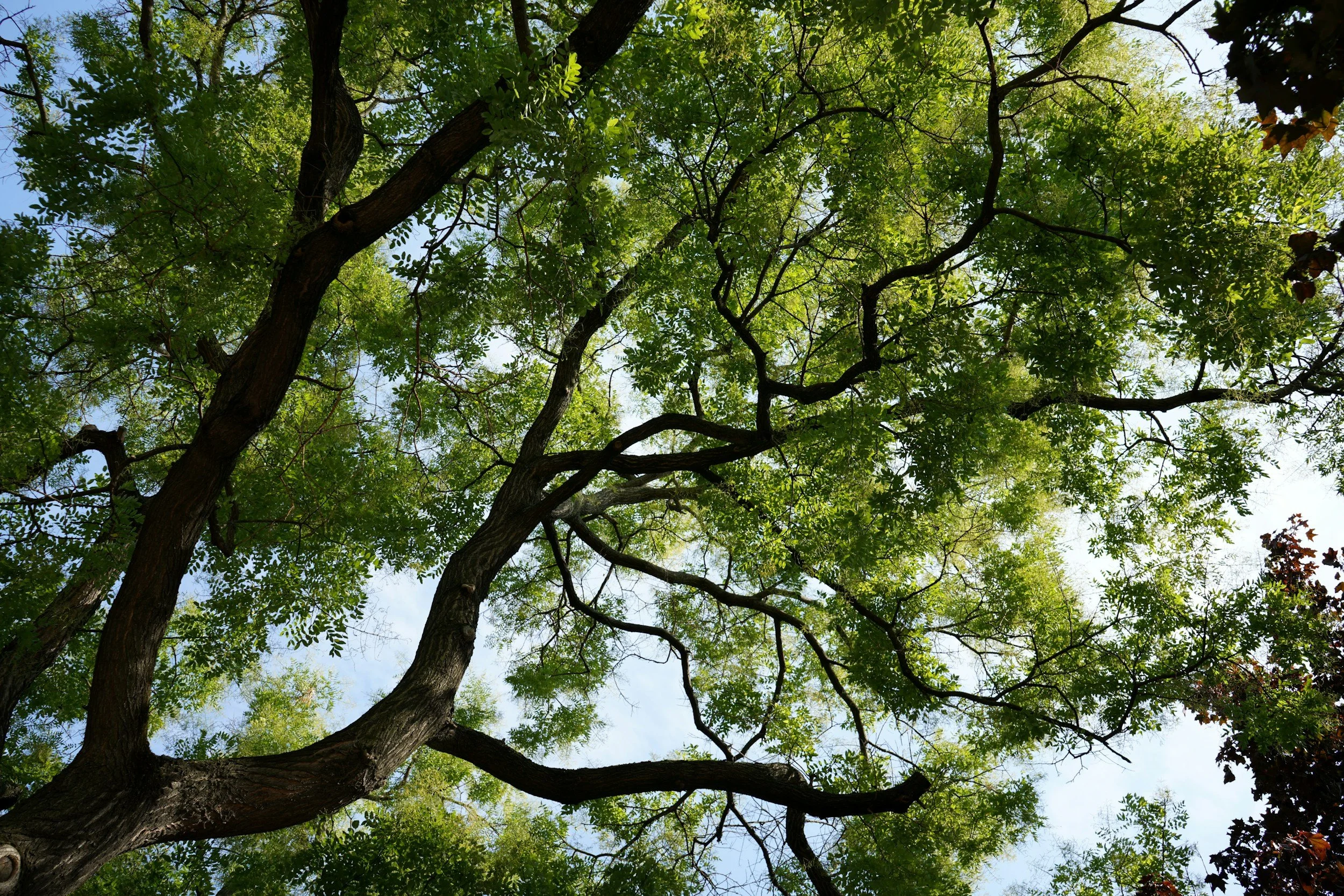 Geriatric 📊 Assessments 