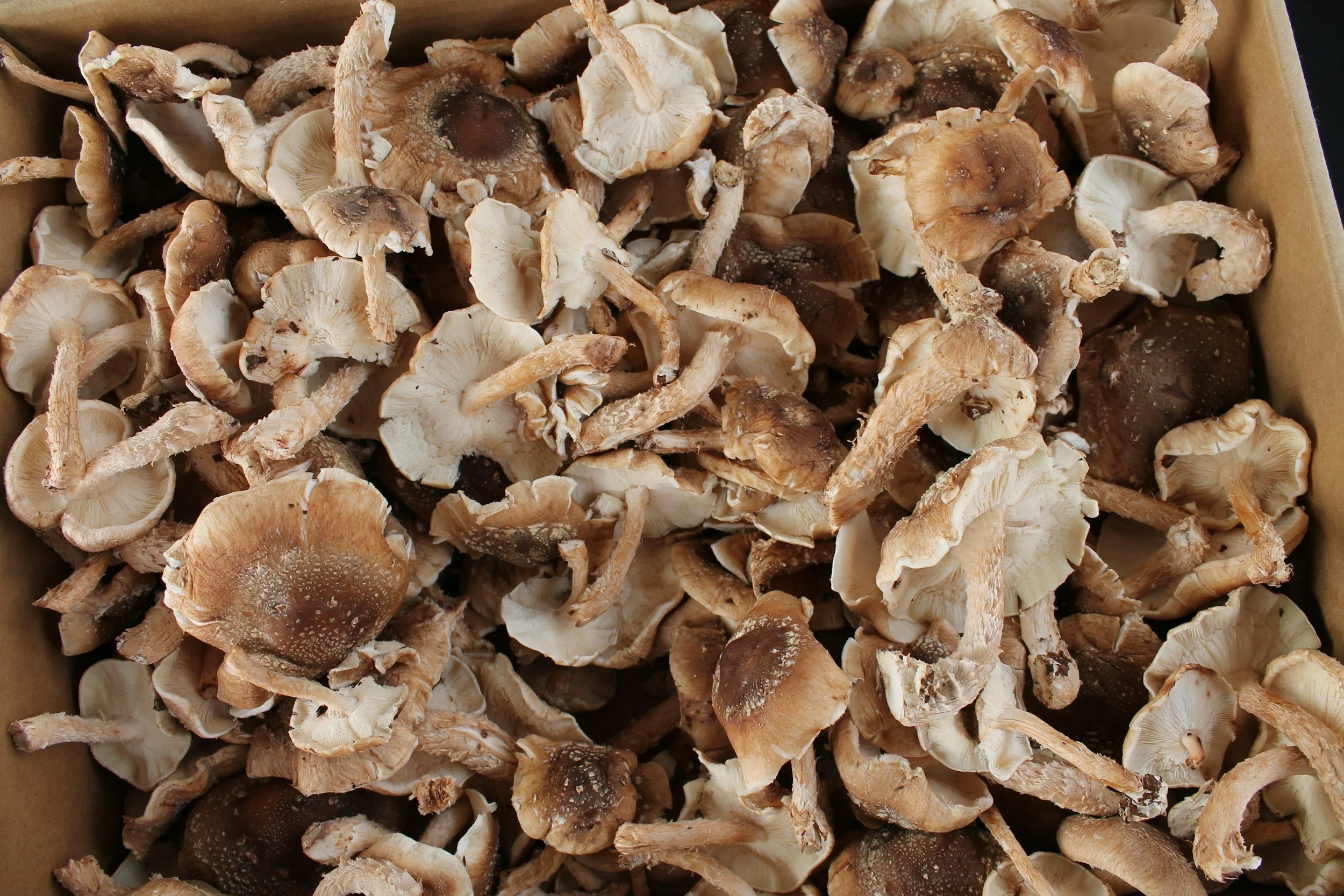 Part 3: Natural Immune Boosters &amp; Longevity Allies