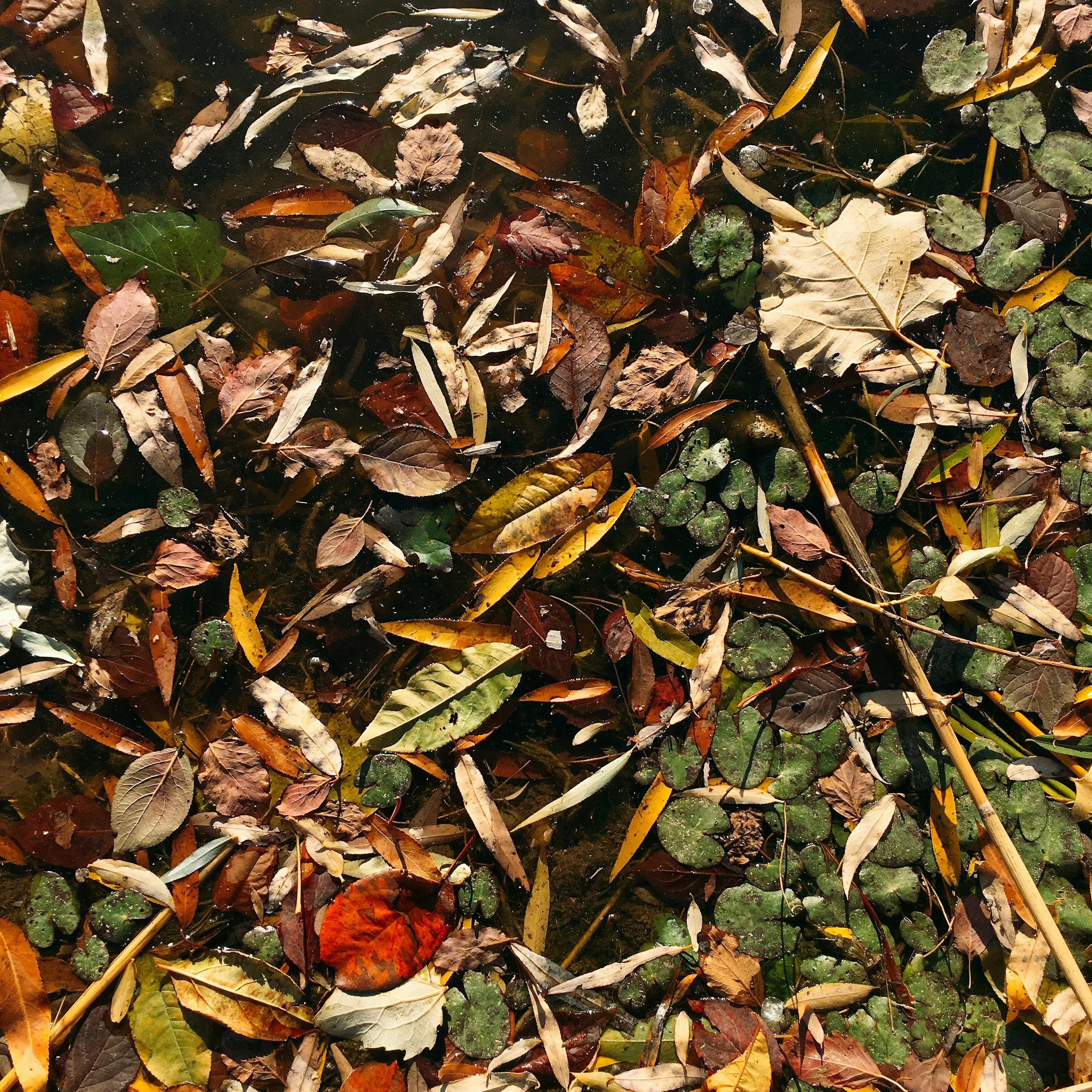 Autumn Memory Collage