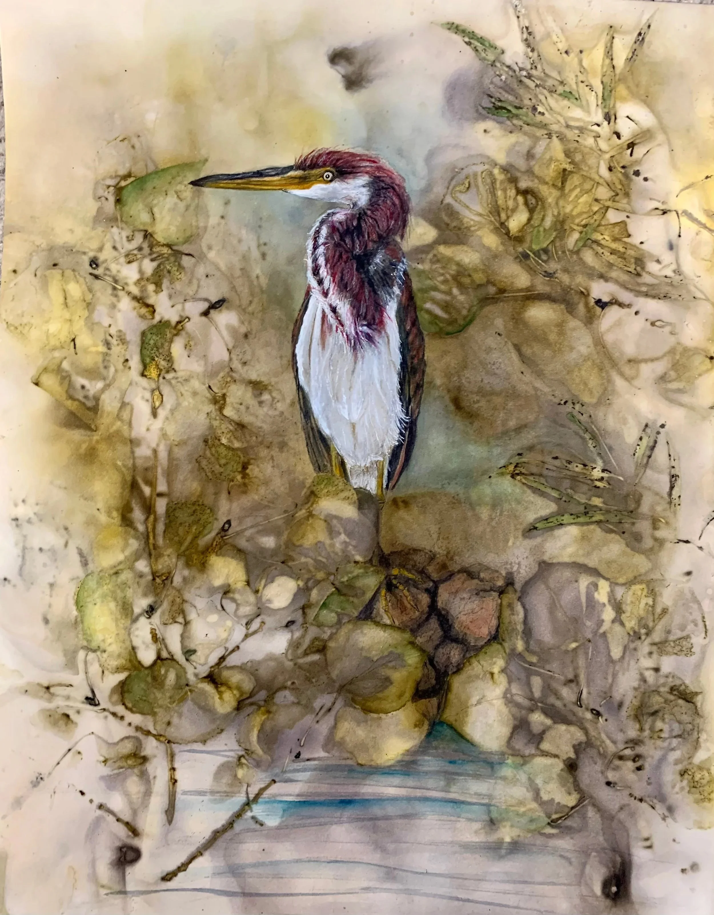 Tricolored Heron 1