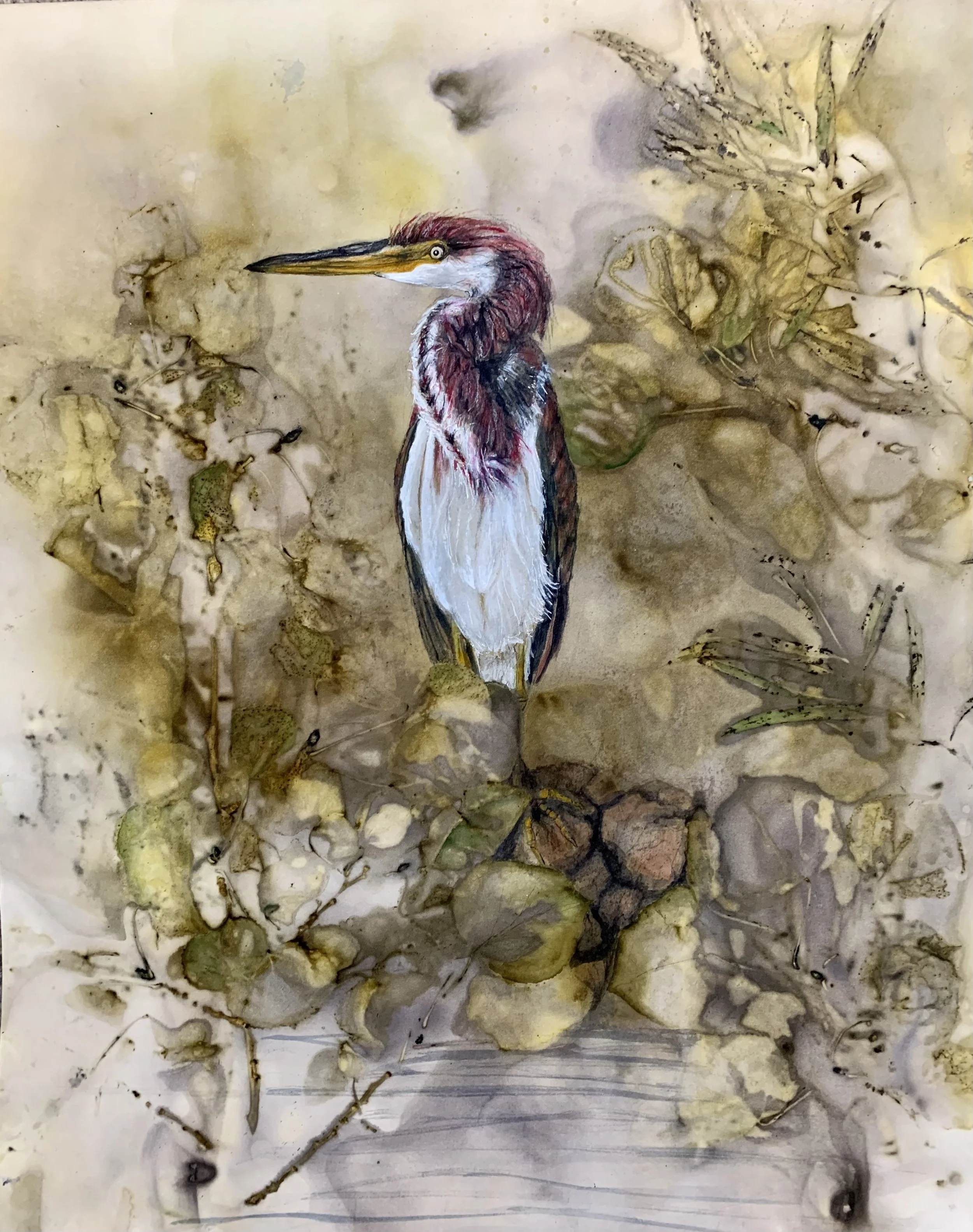 tricoloredheron.jpg