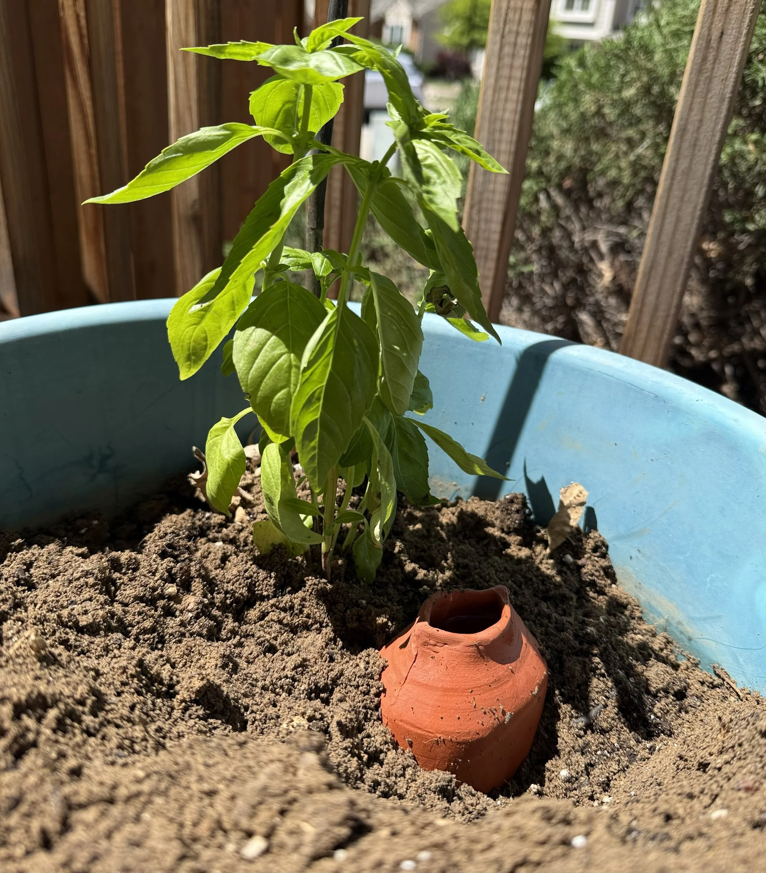 Ollas: An Ancient Gardening Secret That Still Works Beautifully
