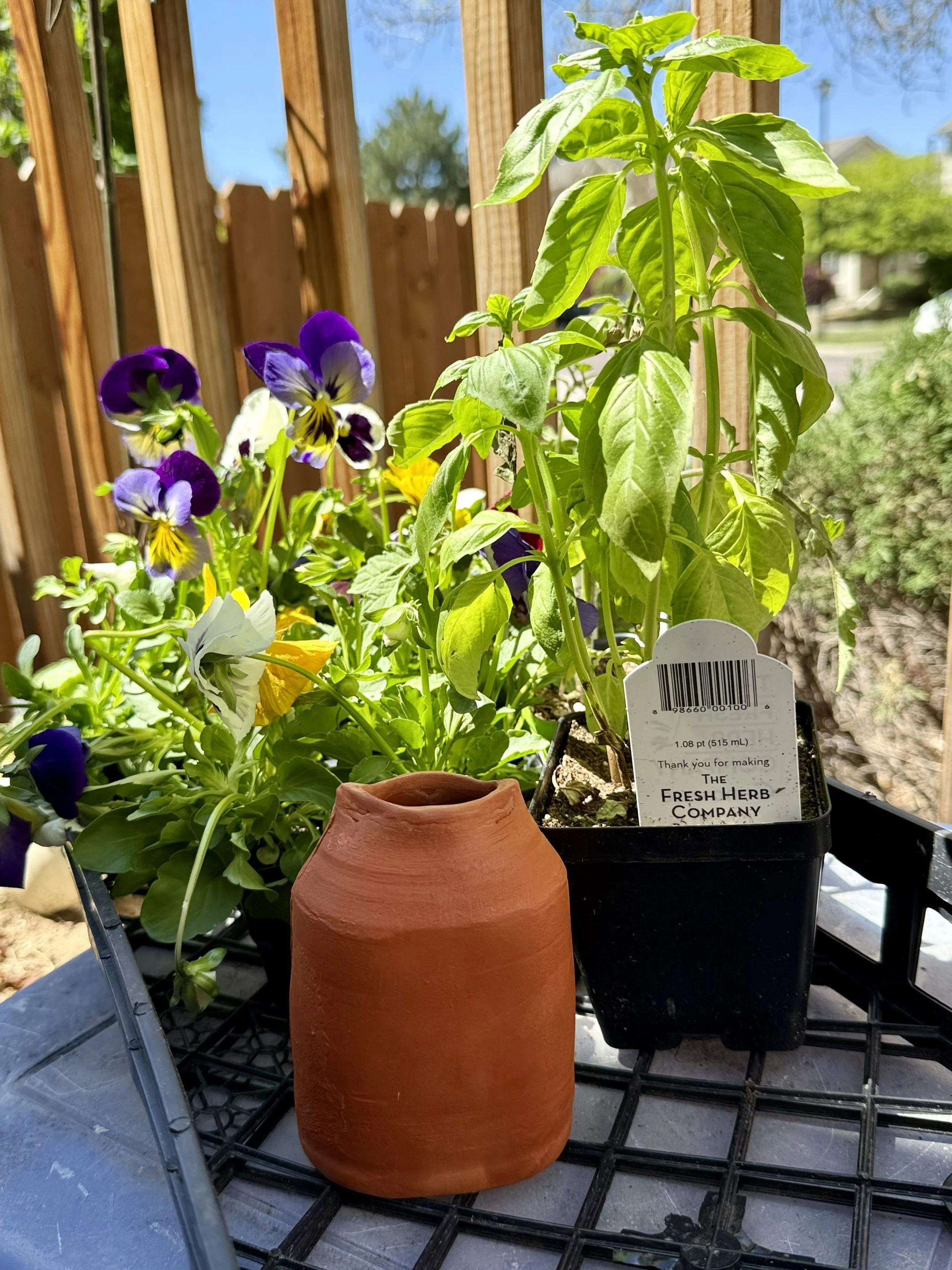 Olla waiting to be planted with some basil.