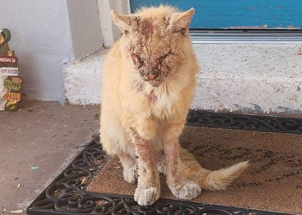Emergency - Stray Cat Needs Urgent Medical Care!