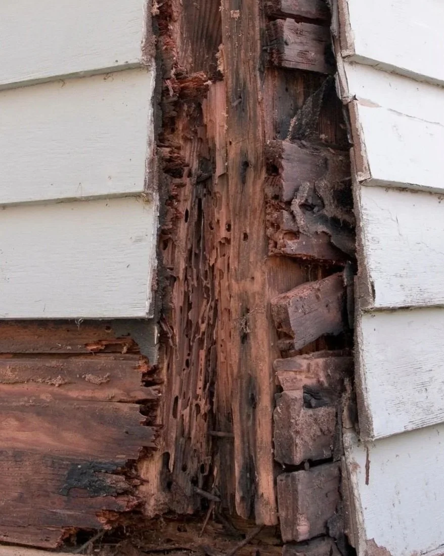 Why Rotten Wood Appears in Spring and What It Means for Your Home
