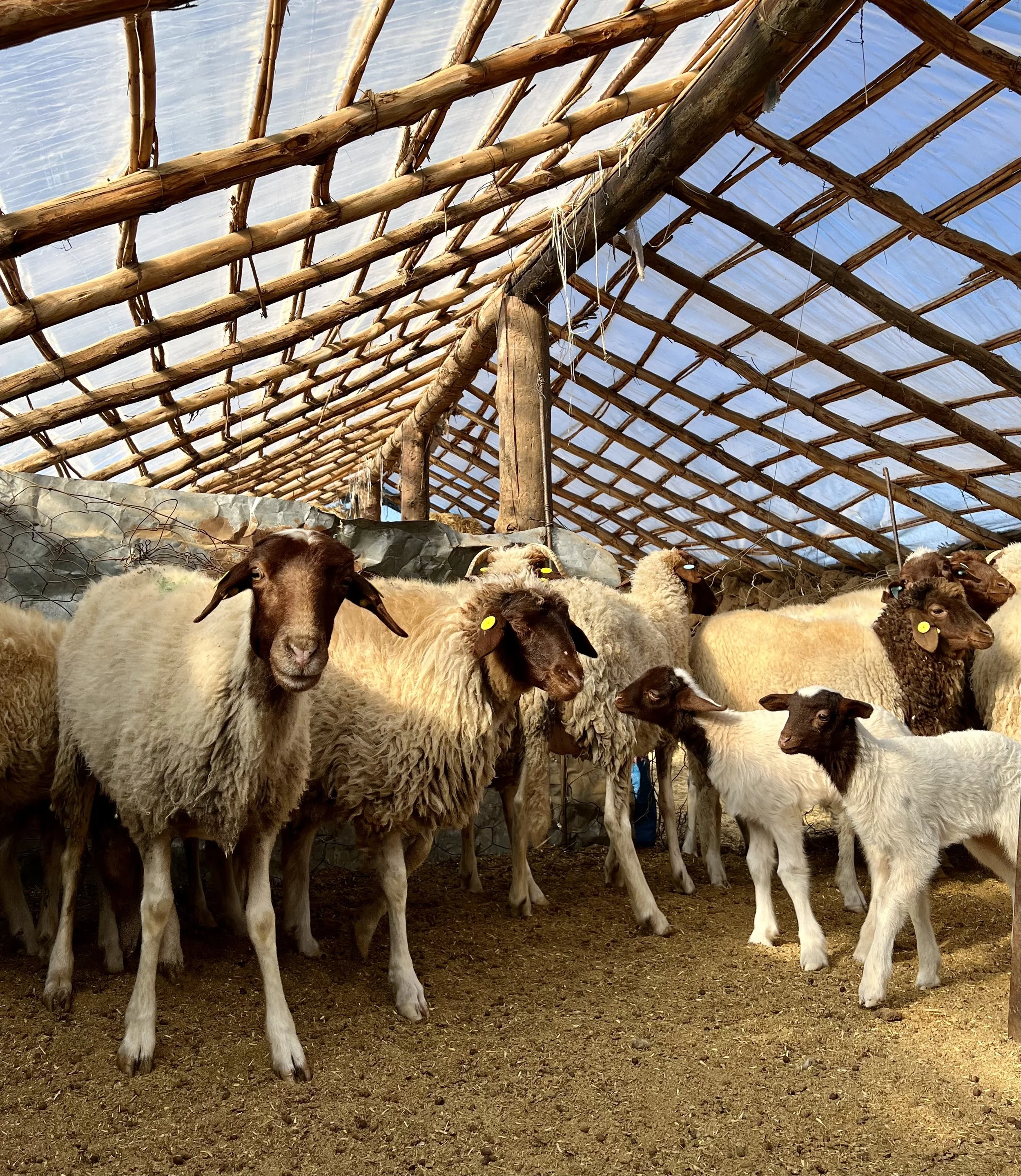 Photo Feb 06 2024, 10 55 41 AM.jpg