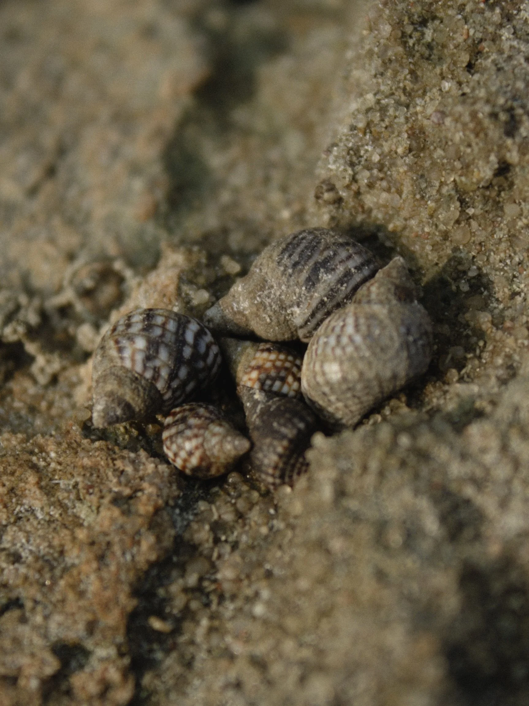 06_Marine_Snails.JPG