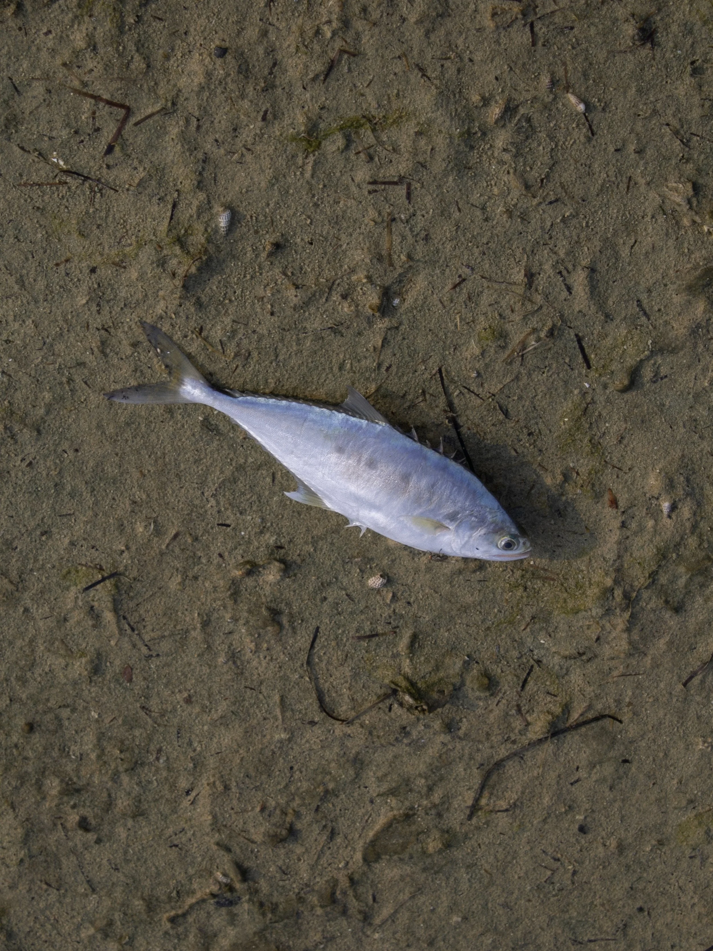 05_Coast_DeadFish.JPG