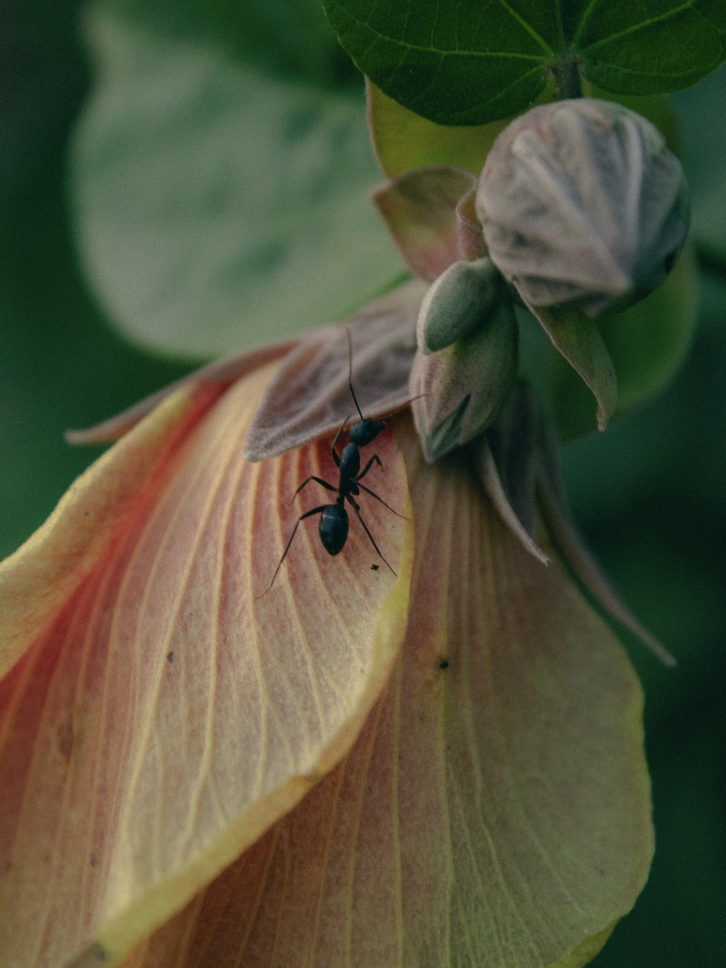 24_Coastal_Hibiscus.JPG