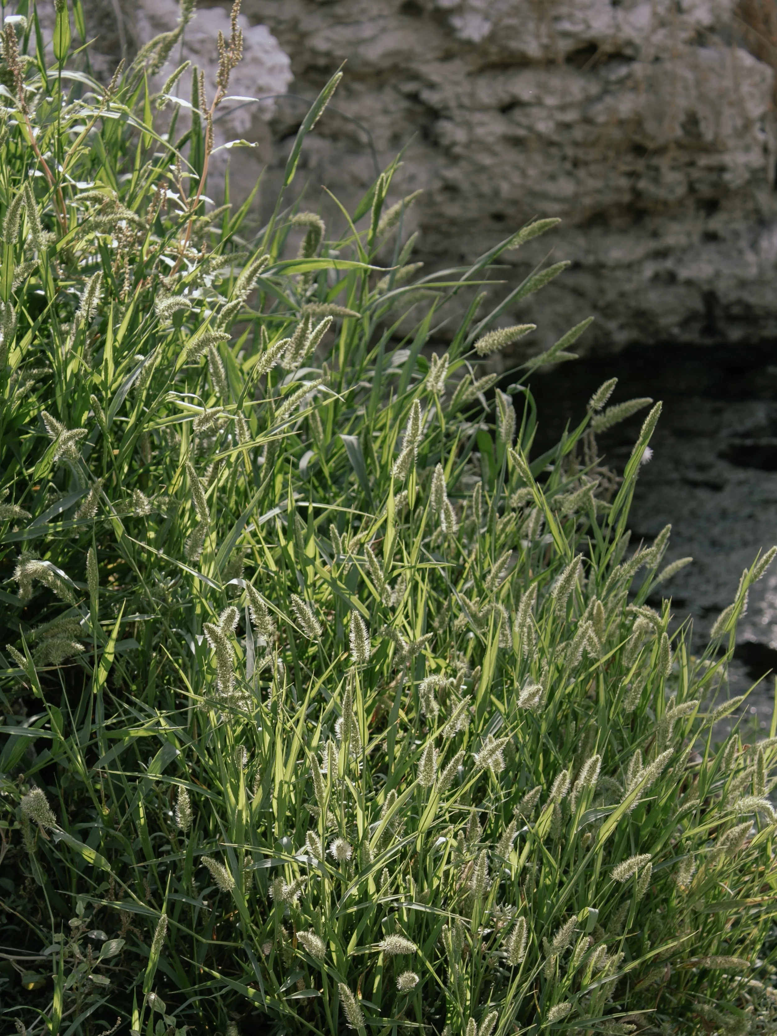 21_Spirng_Wild_Grass.JPG