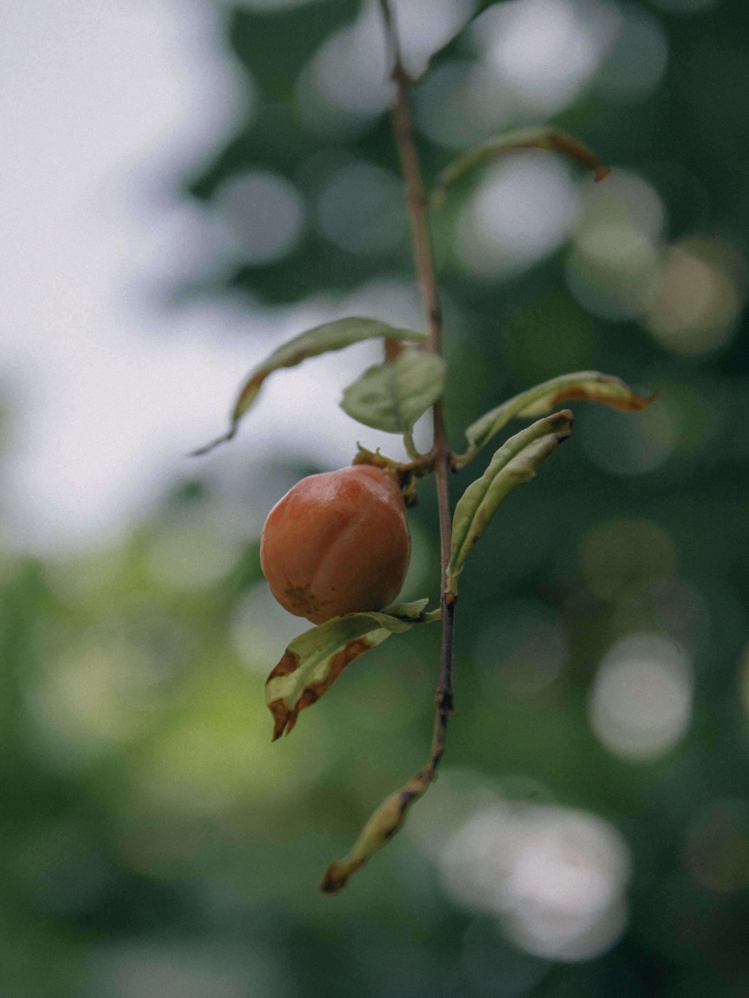 22_Fruit.JPG