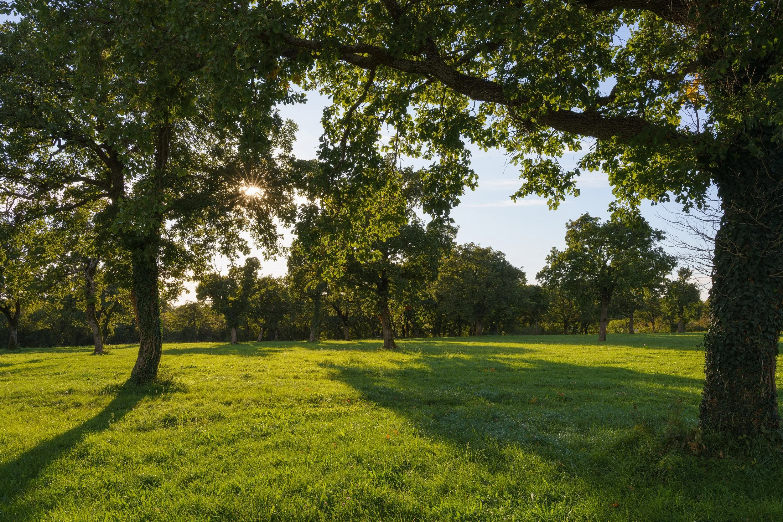 Squarespace2025 Lipica elab novembre-1srgb.jpg