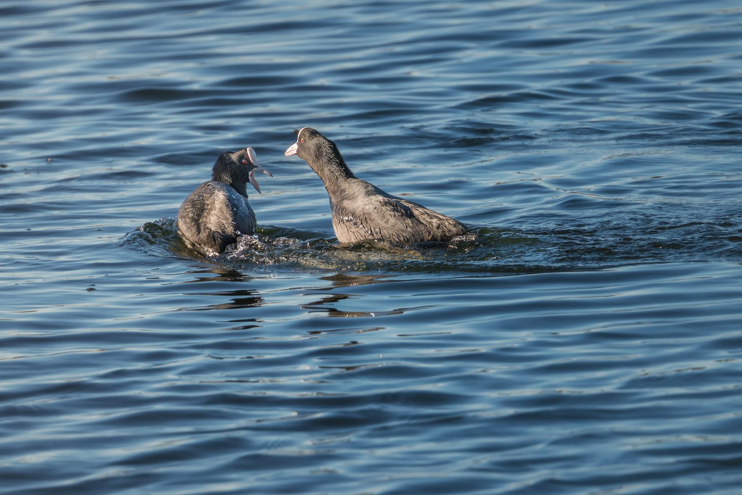 Squarespace2025 Val Cavanata novembre 2025-7srgb.jpg