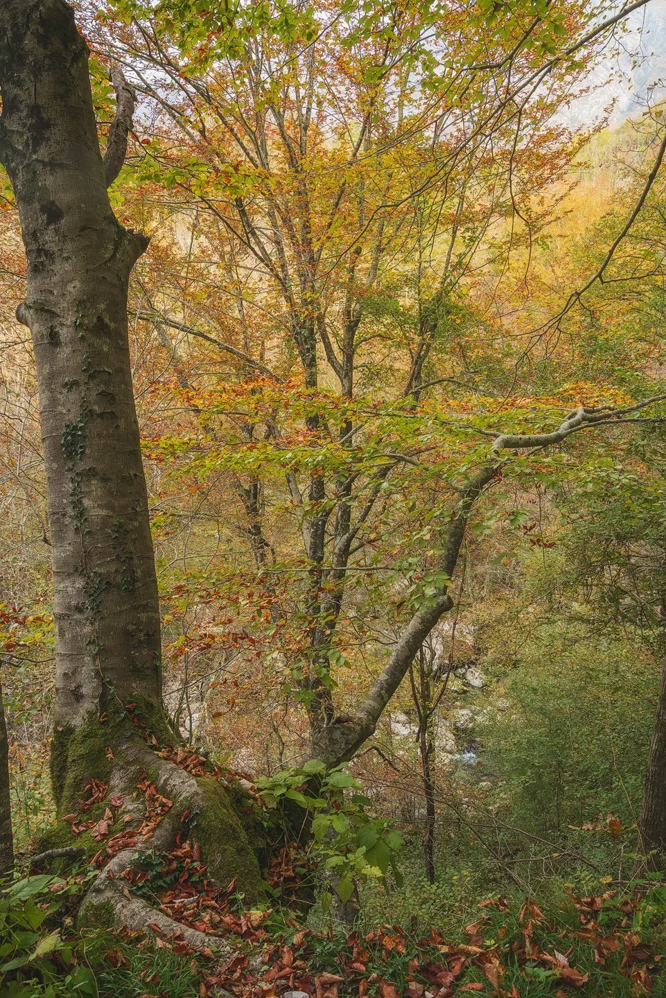 Squarespace2025 vegetazione Caporetto 13srgb.jpg