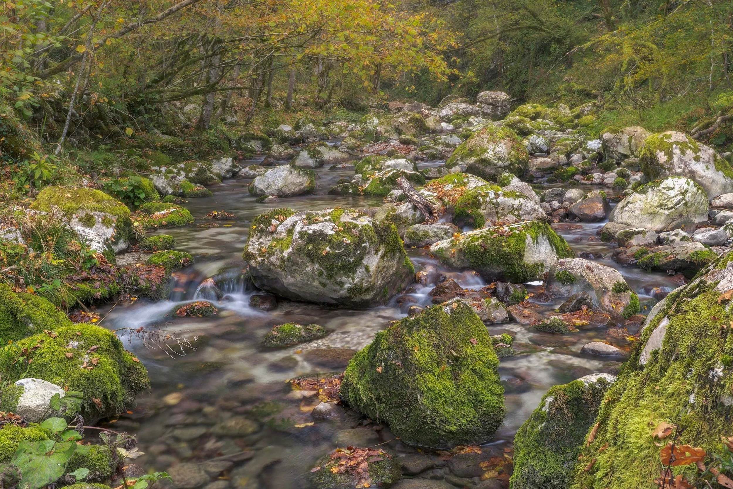 Squarespace2025 vegetazione Caporetto-5srgb.jpg