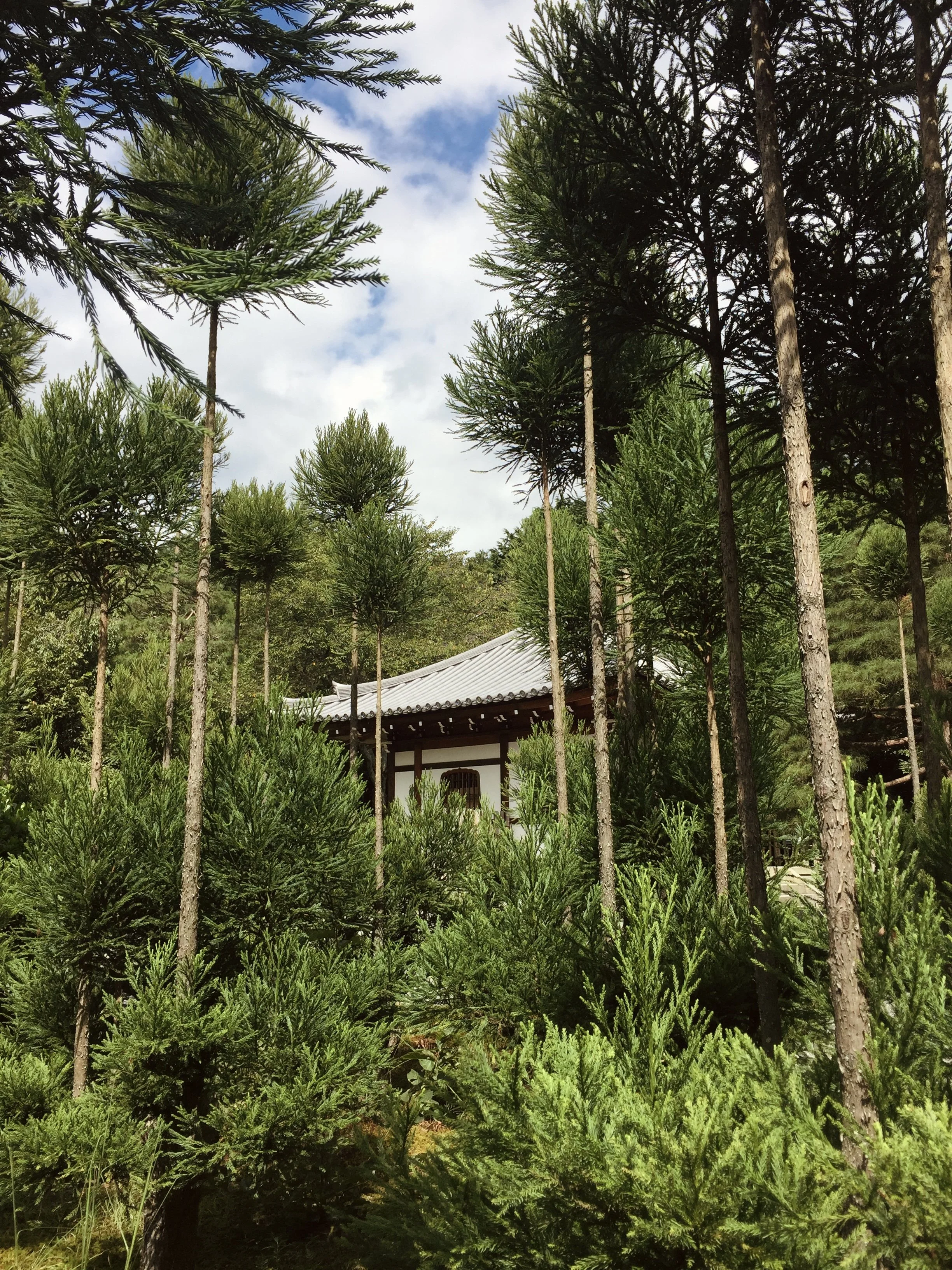 Image of a temple in a green, dense forest in japan