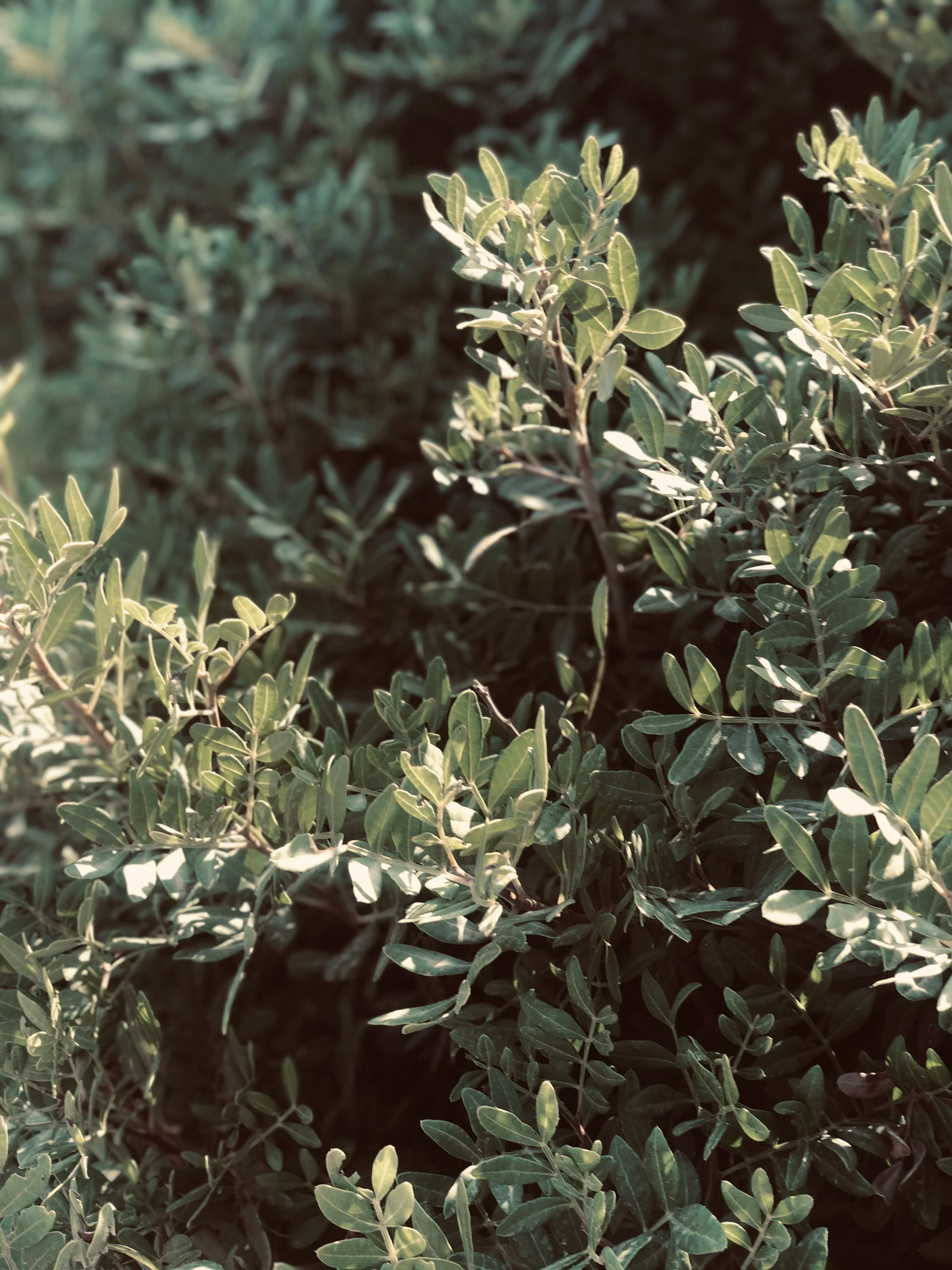 Close-up of a green olive bush on beach in Menorca.
