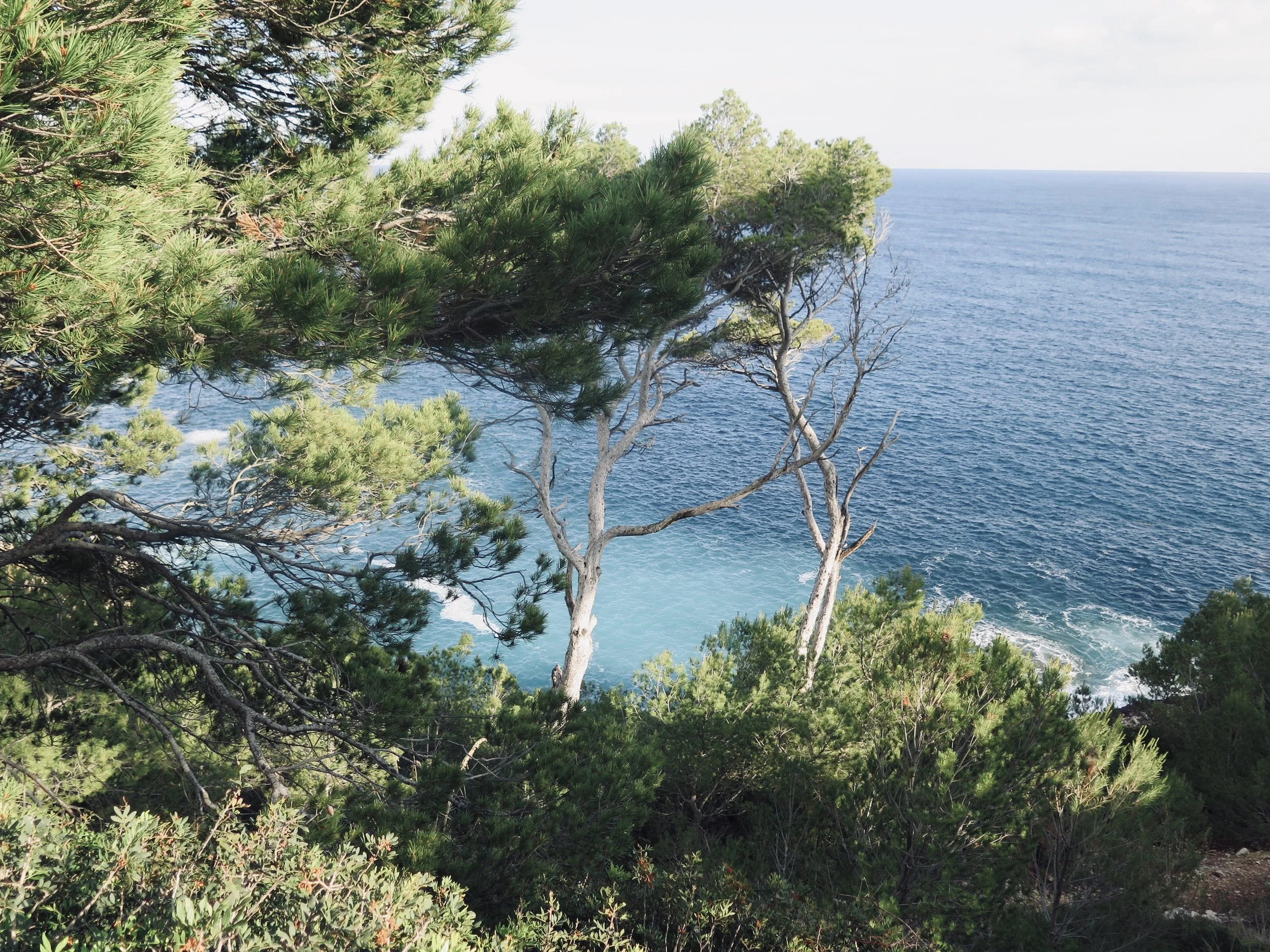 Image of a pine forest with mediterranean ocean in Formentera in the background