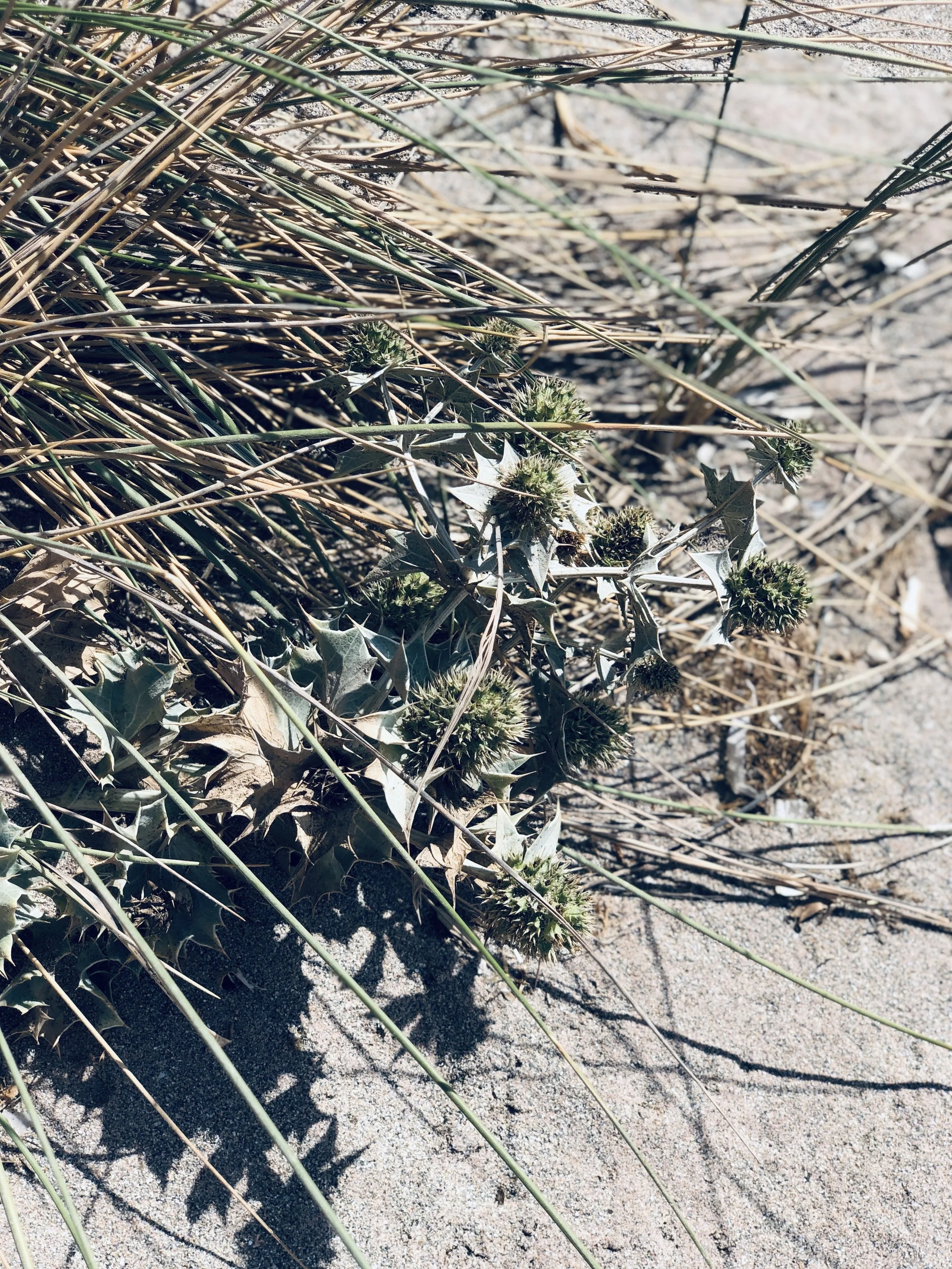 Close-up of Distels and sand on a beach in Menorca.