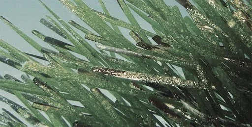 image of posidonia in formentera