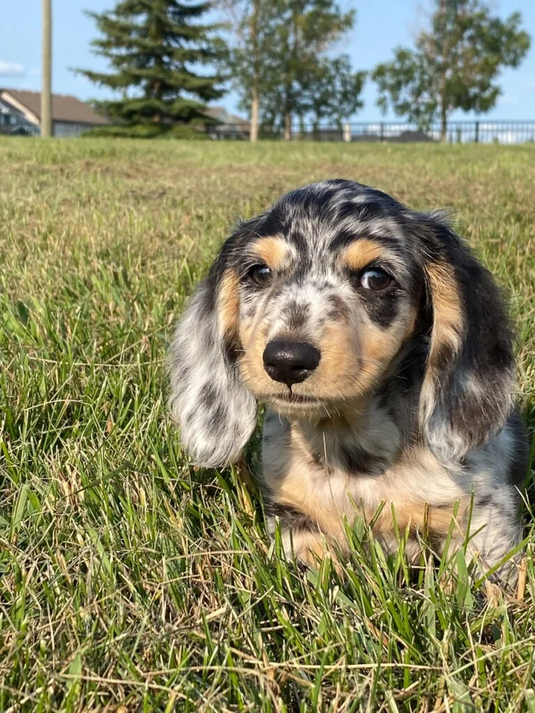 Welcoming Our Puppy to Van Life: Meet Oliver-Boots 🐾