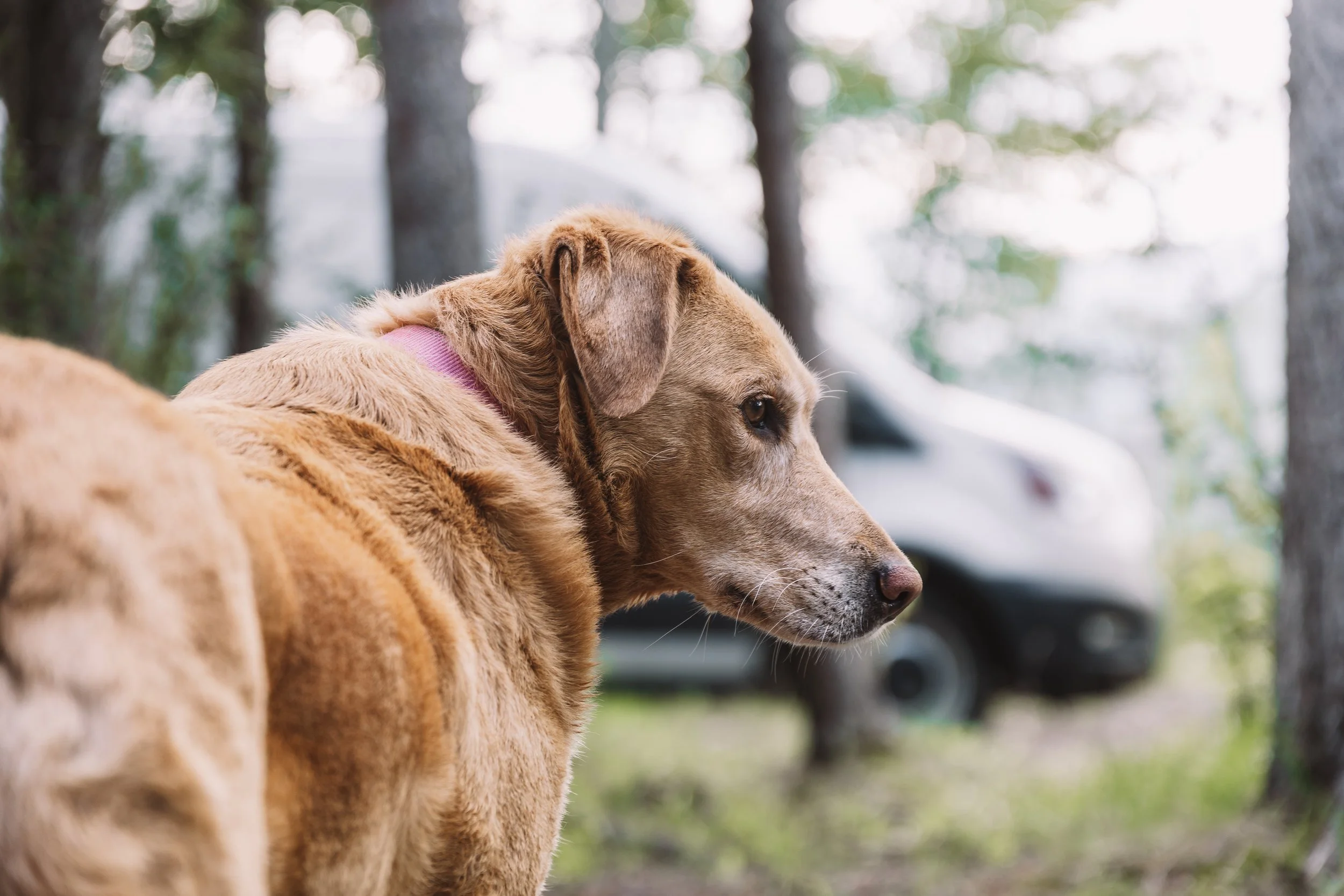 Tips for Van Life With Dogs 🐾